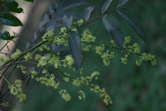 Ailanthus triphysa